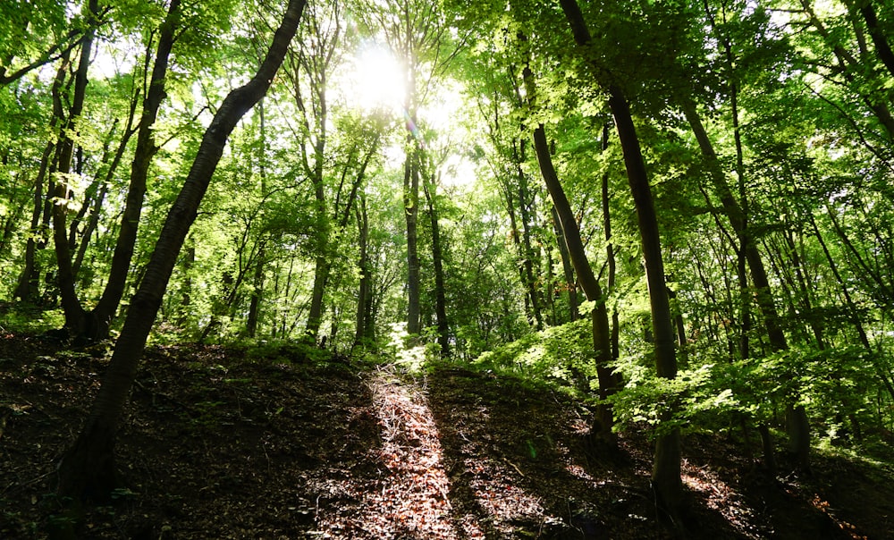 green trees on brown soil