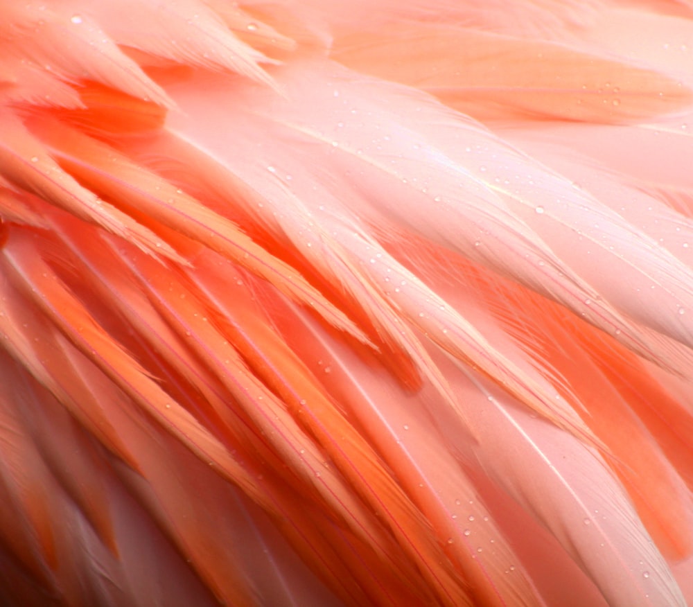 pink and white textile in close up photography