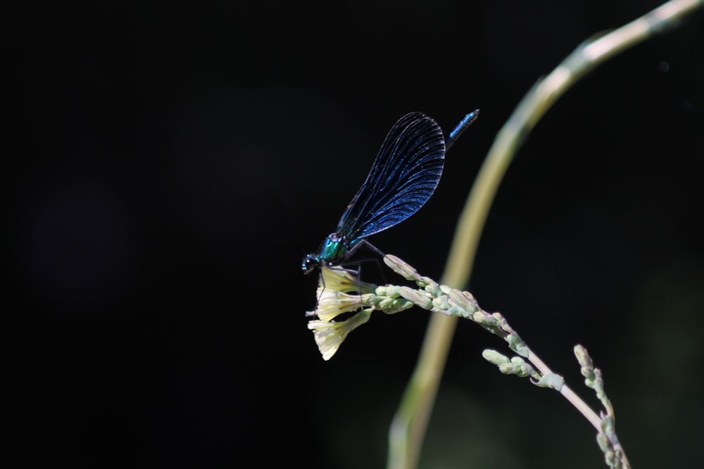 blue damselfly perched on brown stem in close up photography during daytime