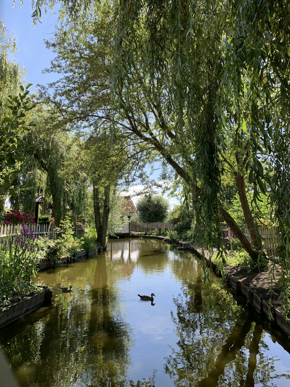 green trees near river during daytime