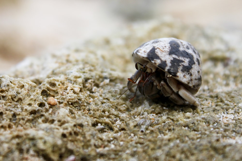 brown and white crab on brown sand during daytime