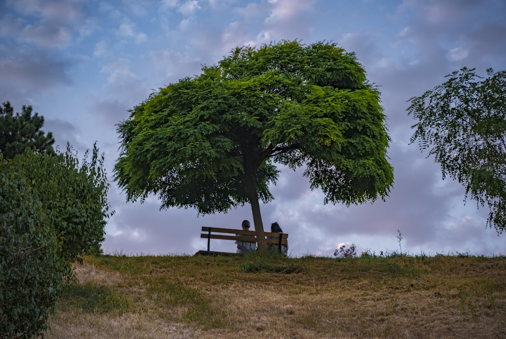 brown wooden bench under green tree