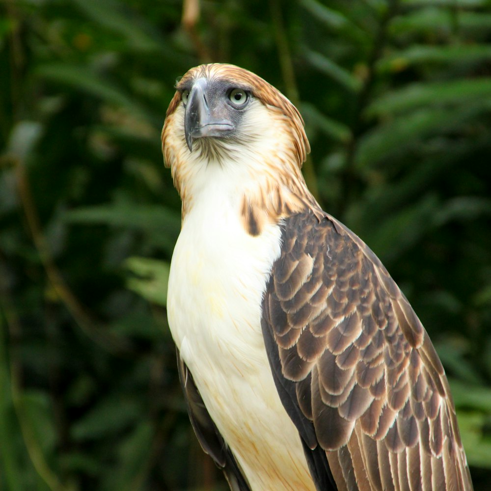 brown and white bird in close up photography