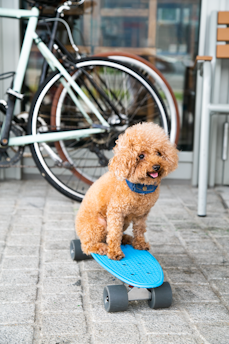 A curly-haired brown poodle is sitting on a blue skateboard. In the background, a parked bicycle is leaning against a wall, with part of a wooden chair visible. The setting appears to be outdoors, possibly on a sidewalk or a terrace, with a concrete surface.