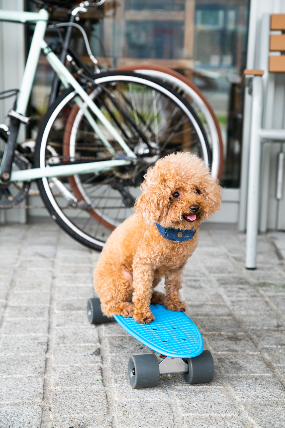Cachorro caniche marrón en bicicleta azul y negra