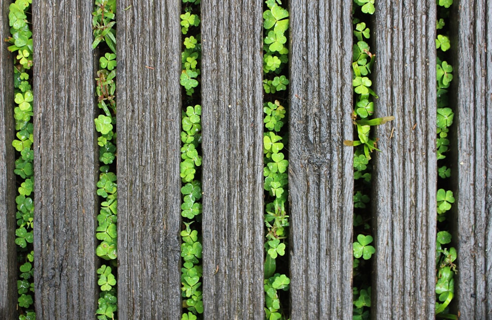 緑と黒の木製フェンス