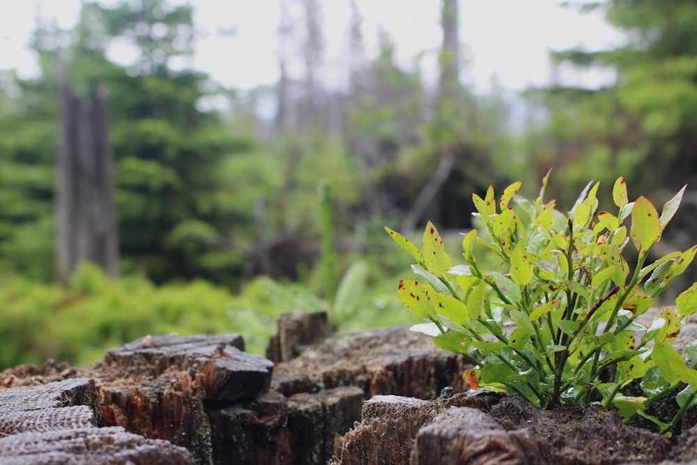 green plant on brown rock