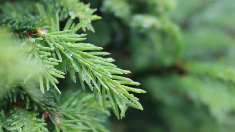 green leaf plant in close up photography