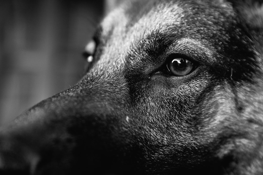 grayscale photo of dogs face