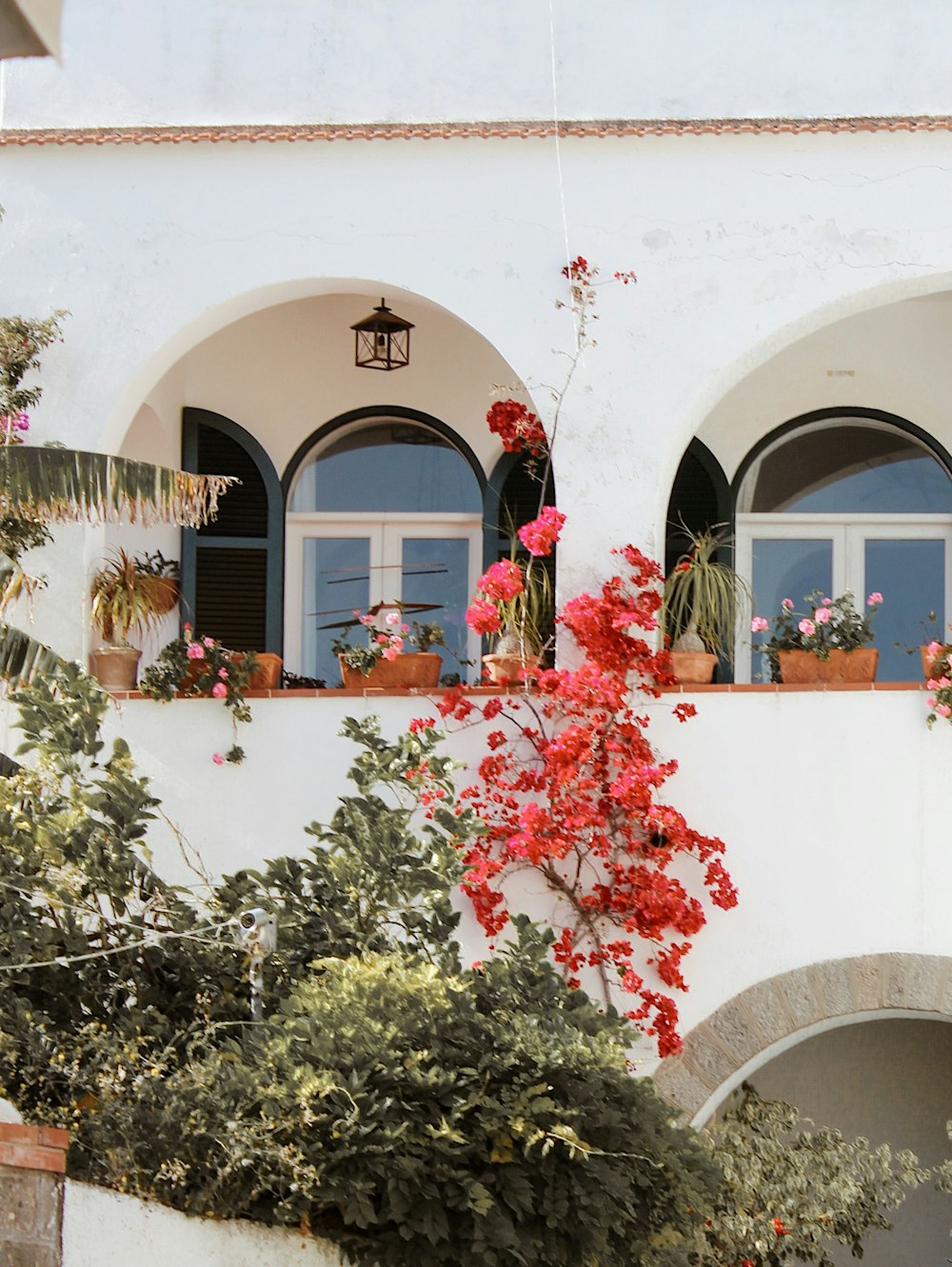 fiori rosa su edificio in cemento bianco