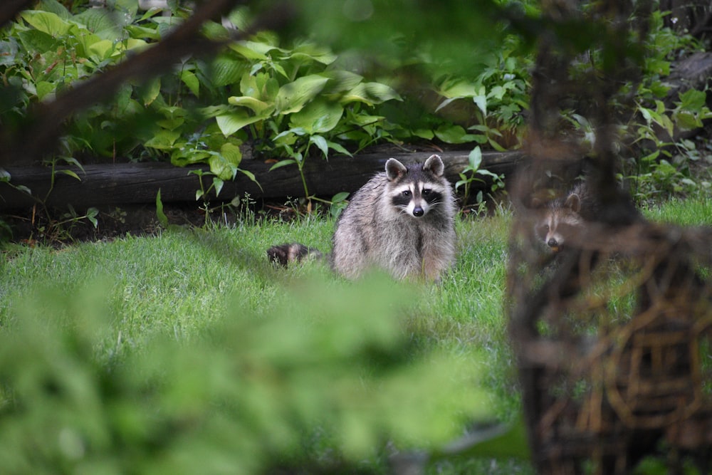 gray and white raccoon on green grass field during daytime