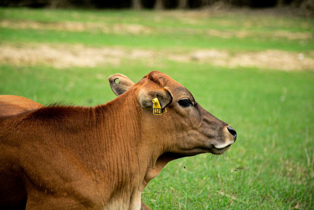 brown cow on green grass field during daytime