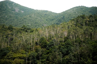 Lush green forest representing environmental preservation efforts.