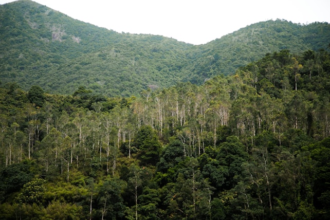 Lush green hills covered in a dense forest of tall trees, creating a vibrant landscape with varying shades of green. The canopy seems thick with foliage, and the scene suggests a peaceful natural environment with untouched wilderness.