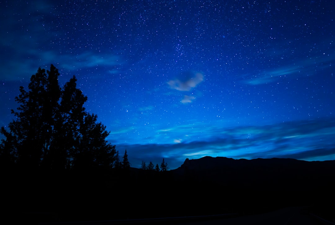 silhouette of trees under blue sky during night time