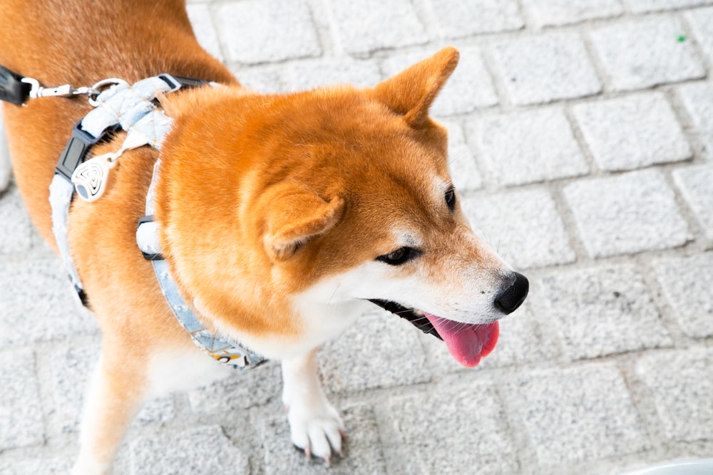 brown and white short coated dog