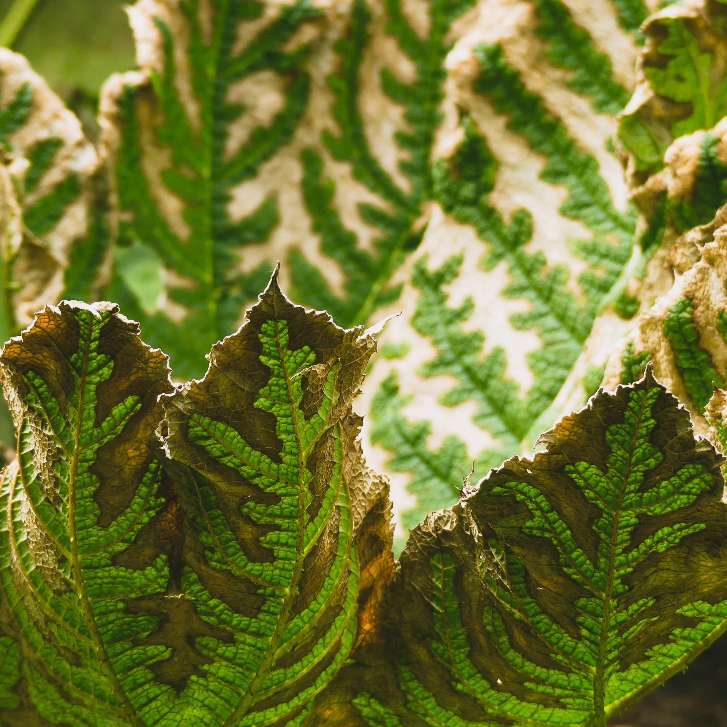 Photo by pikuserukukku