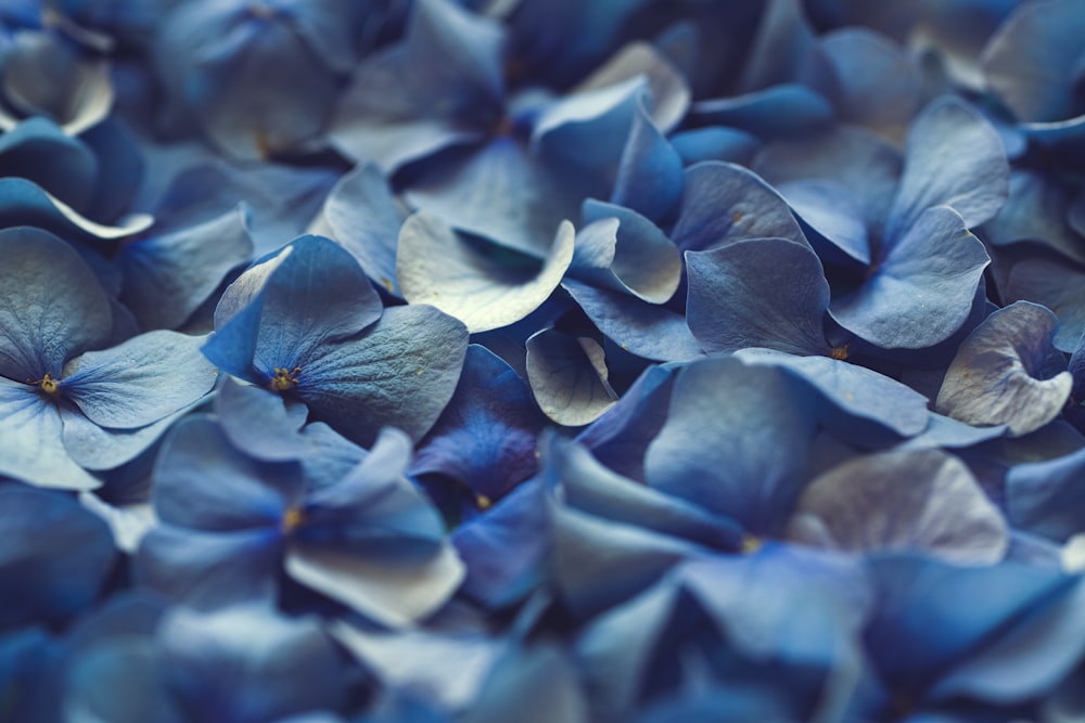 blue flower petals in close up photography