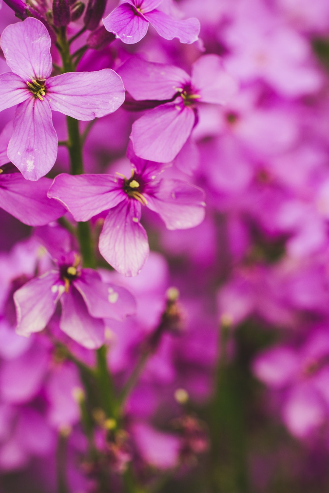 purple flower in tilt shift lens