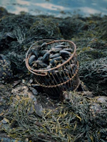 A vibrant basket filled with assorted shellfish freshly harvested from coastal waters.