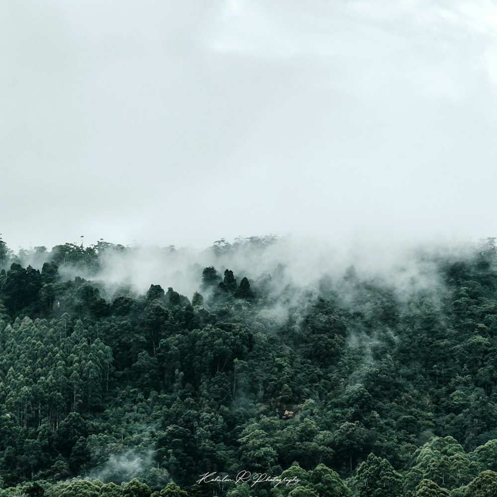 green trees under white clouds during daytime