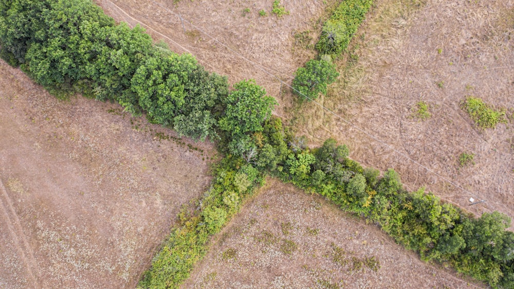 green grass on brown soil