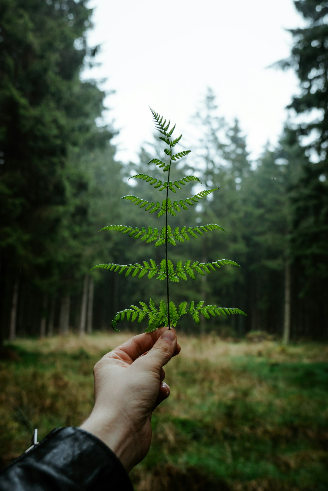 person holding green leaf during daytime