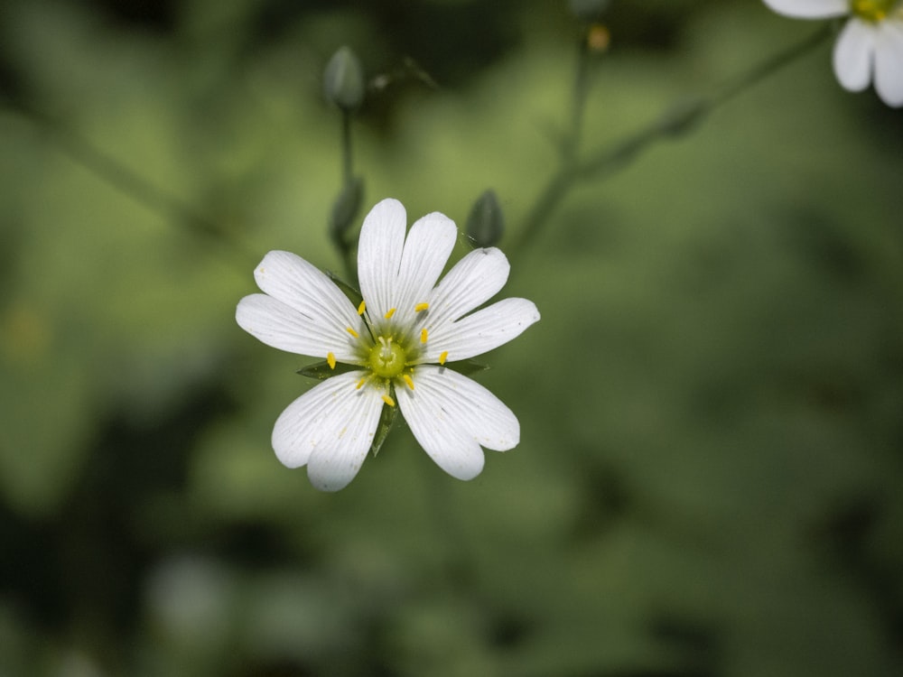 white flower in tilt shift lens