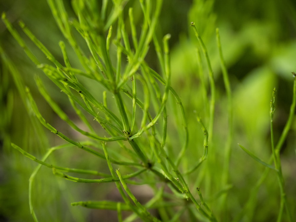 green plant in close up photography