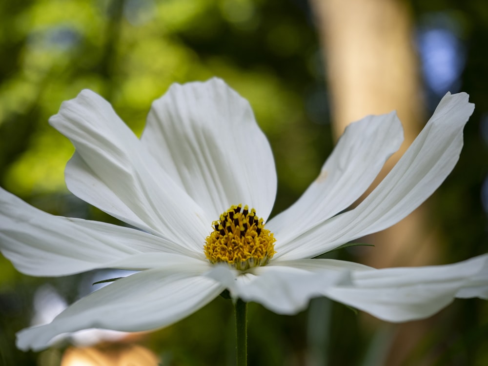 white daisy in bloom during daytime