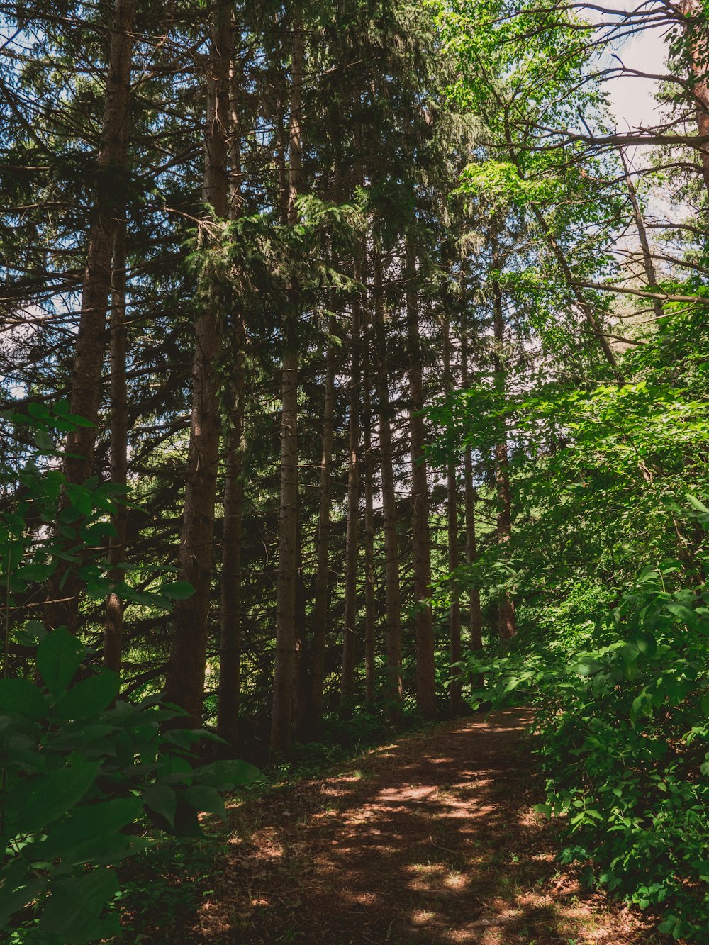 green trees on brown soil