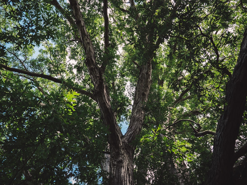 green tree under blue sky during daytime