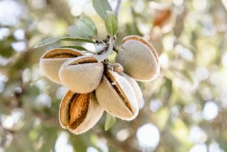 Close-up of sun-kissed almonds being handpicked on an orchard.