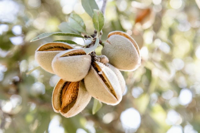 Close-up of almond nuts hanging on a branch. The nuts are partially opened, revealing the brown shell inside. The background is blurred with green leaves and a hint of sunlight.