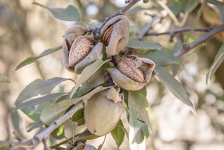 A vibrant almond orchard in California bathed in golden sunlight, showcasing rows of healthy almond trees ready for harvest.