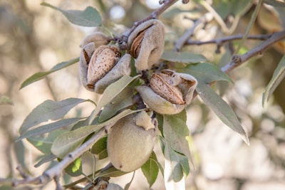 A vibrant almond orchard in California bathed in golden sunlight, showcasing rows of healthy almond trees ready for harvest.