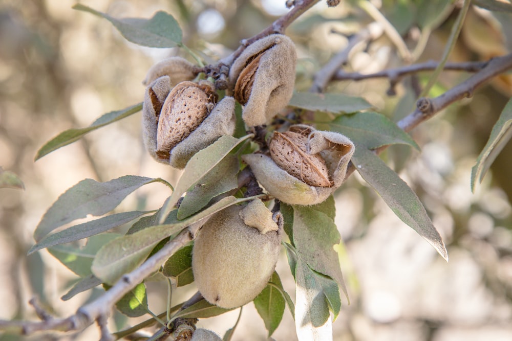 a bunch of nuts are growing on a tree