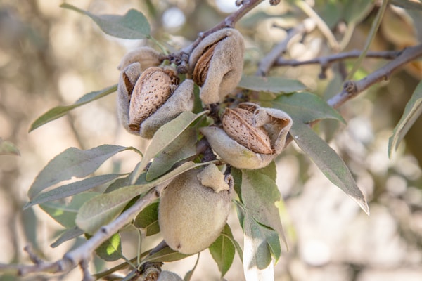 A bunch of nuts are growing on a tree