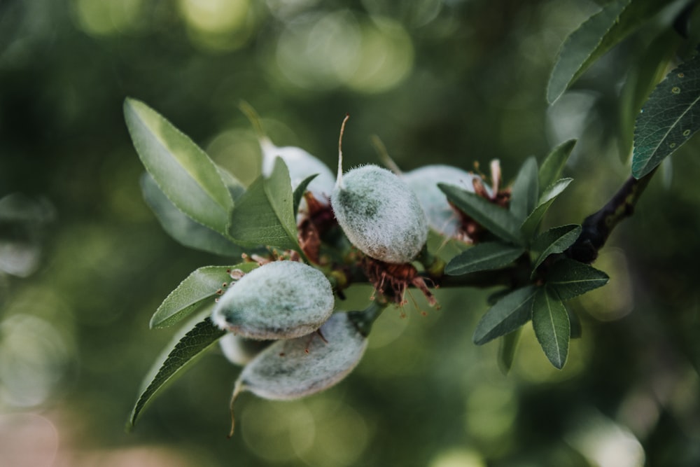 green plant with white round fruits