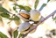 Almendro