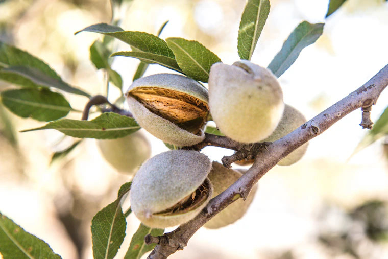 Almendro