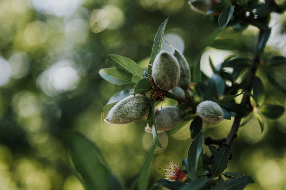 green and white round fruit