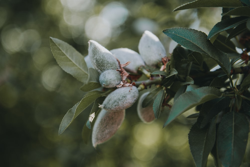 white and green leaves in tilt shift lens