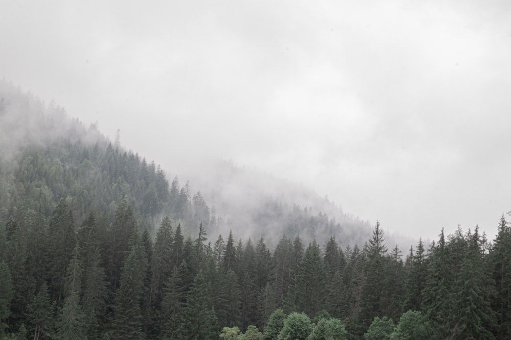 green pine trees on foggy weather