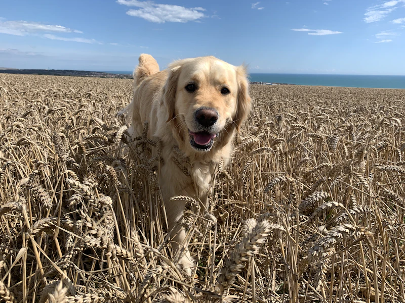 Bramble, a light-gold Golden Retriever, standing in a ripe wheat field under a blue sky
