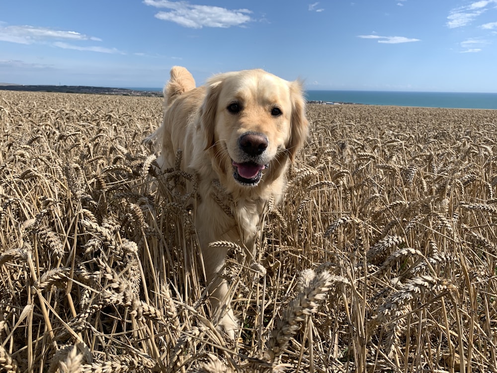 yellow labrador retriever on brown grass field during daytime