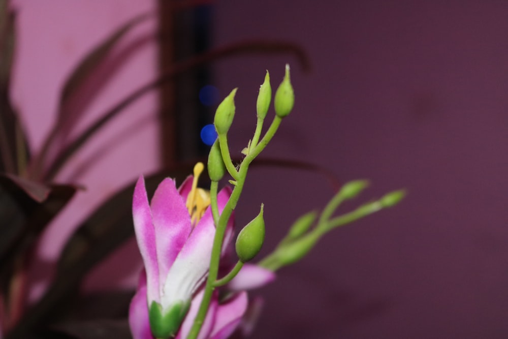 a close up of a pink flower with green stems
