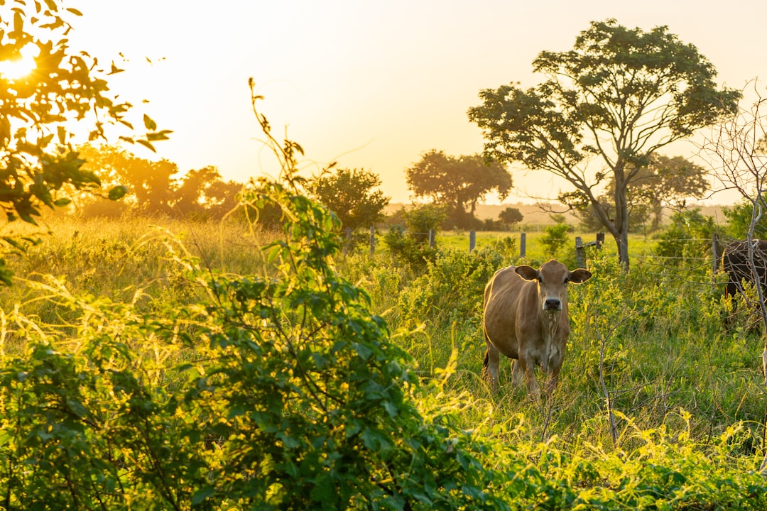 travelers stories about Wildlife in Bolivia, Bolivia