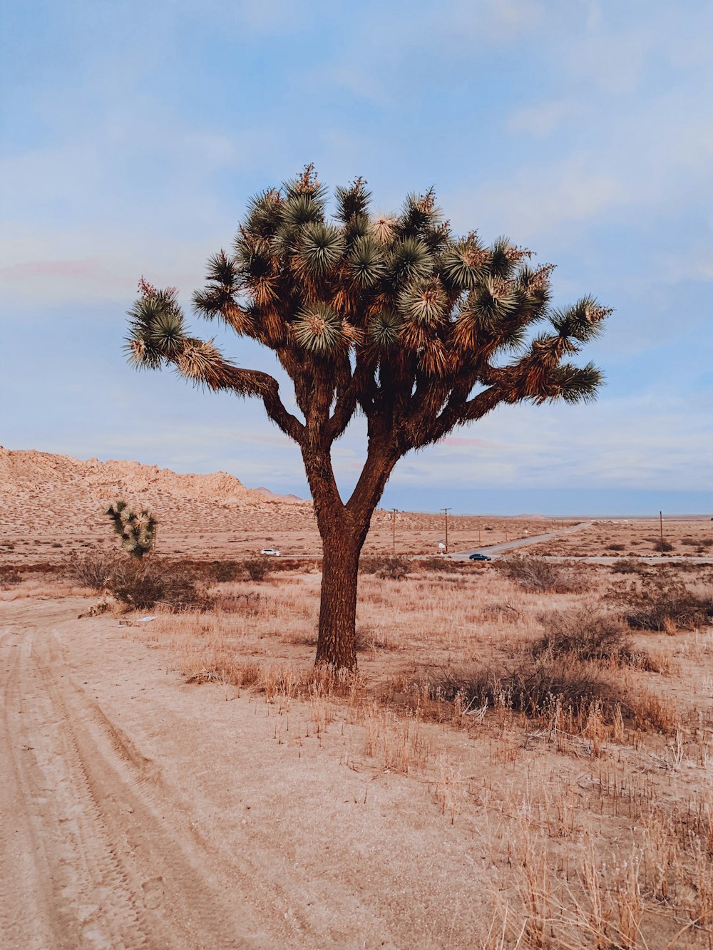 green tree on brown sand during daytime