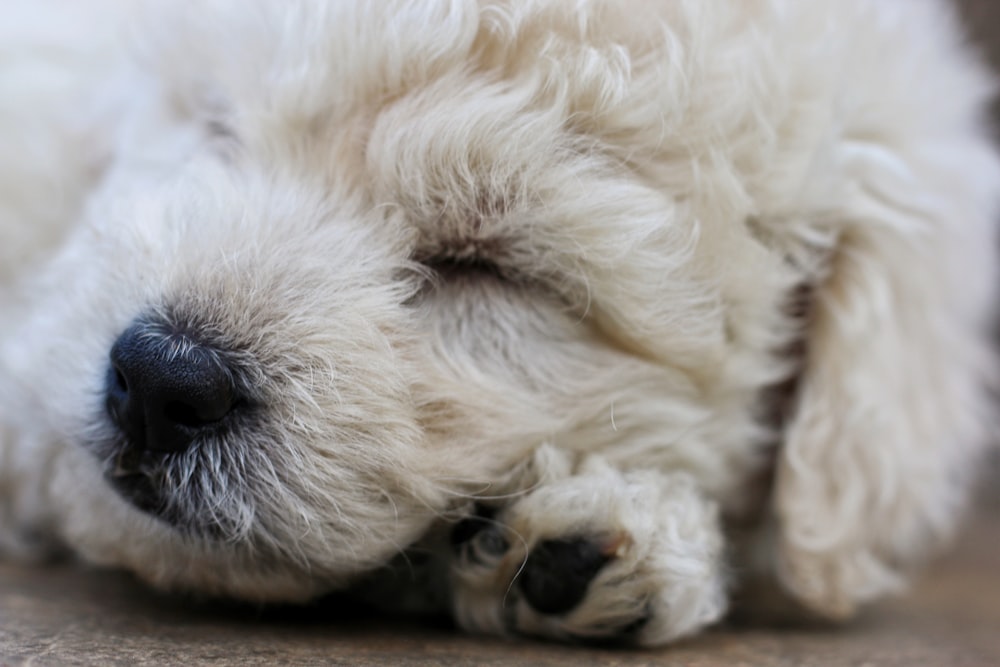 white long coated small dog